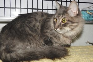Picture of Cheyenne
