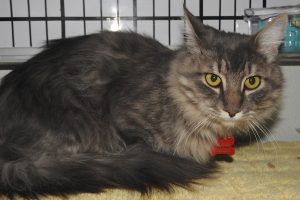 Picture of Cheyenne