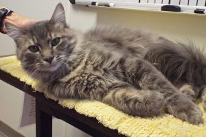 Picture of Cheyenne