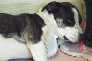 Picture of Clyde
