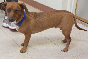 Picture of Hansel