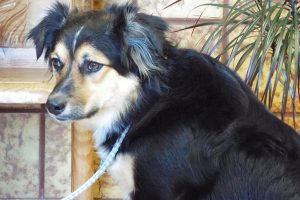 Picture of Libby