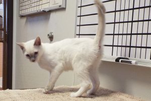 Picture of Milo