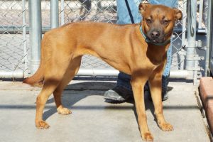 Picture of Missy