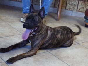 Picture of Oscar