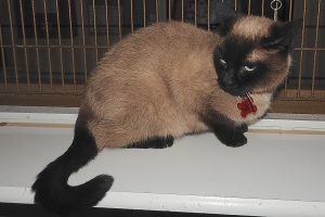 Picture of Precious