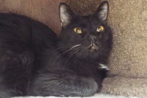Picture of Shadow