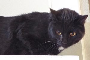 Picture of Shadow