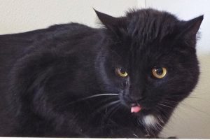 Picture of Shadow