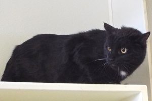 Picture of Shadow