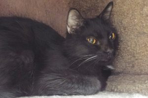 Picture of Shadow