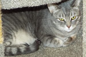 Picture of Silver