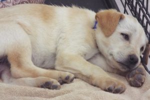 Picture of Tango