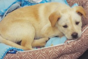 Picture of Tango
