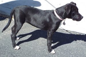 Picture of Allie