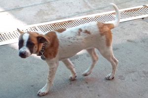 Picture of Bandita