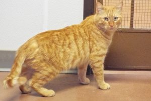 Picture of Big Red