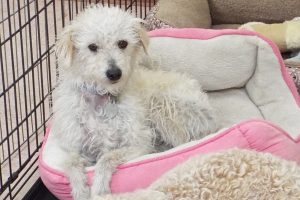 Picture of Buddy Boy
