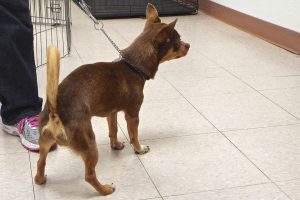 Picture of Chico