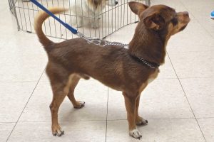 Picture of Chico