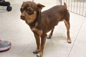 Picture of Chico