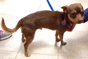 Picture of Chico