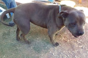 Picture of Coco