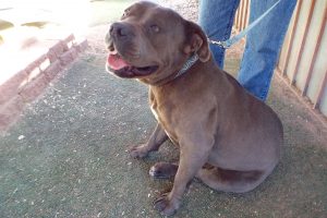 Picture of Coco
