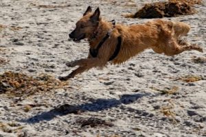 Picture of Dory