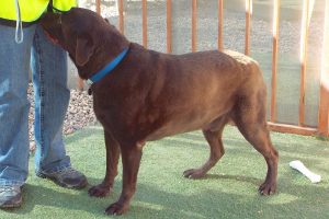Picture of Fudge