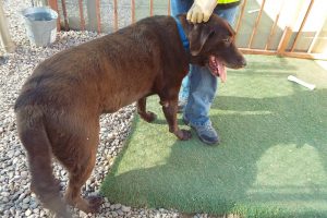 Picture of Fudge