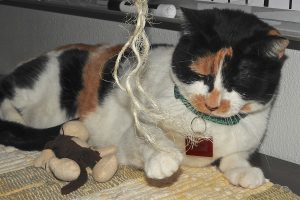 Picture of Jasmine