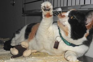 Picture of Jasmine