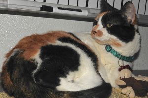 Picture of Jasmine