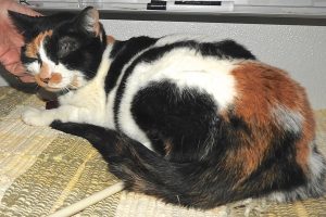 Picture of Jasmine