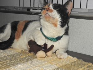 Picture of Jasmine