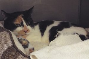 Picture of Jasmine