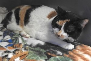 Picture of Jasmine