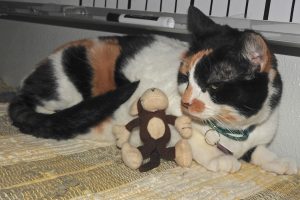 Picture of Jasmine