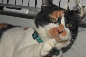 Picture of Jasmine