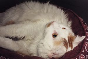 Picture of Jasper