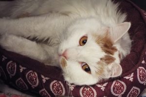 Picture of Jasper