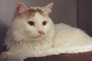 Picture of Jasper