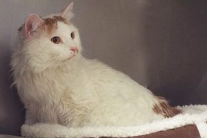 Picture of Jasper