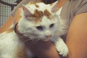 Picture of Jasper