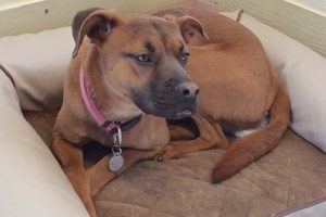 Picture of Missy