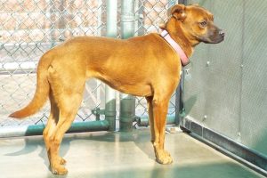 Picture of Missy