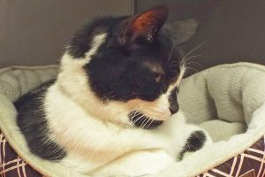 Picture of Nelli