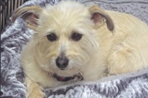 Picture of Odie