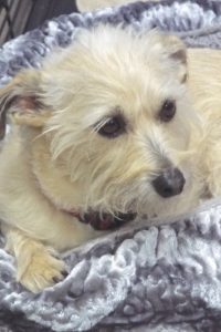 Picture of Odie